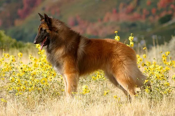 تروورن بلژیکی (Belgian Tervuren)