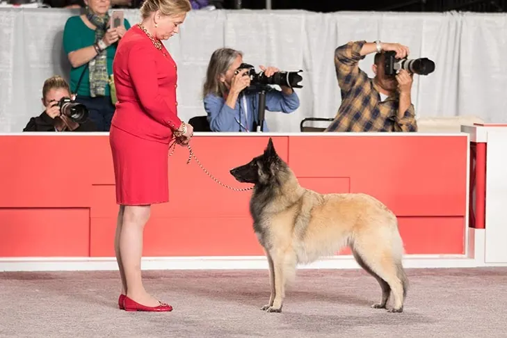 Belgian Tervuren