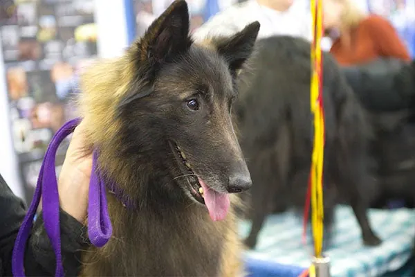 تروورن بلژیکی (Belgian Tervuren)