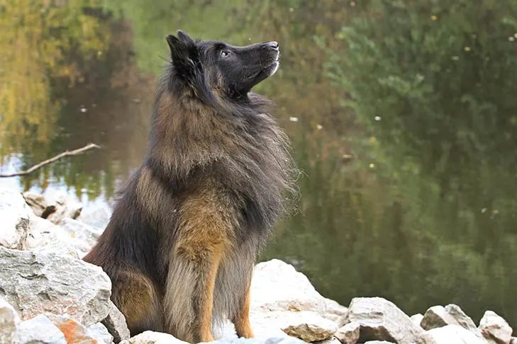 گالری تاریخچه تروورن بلژیکی (Belgian Tervuren)