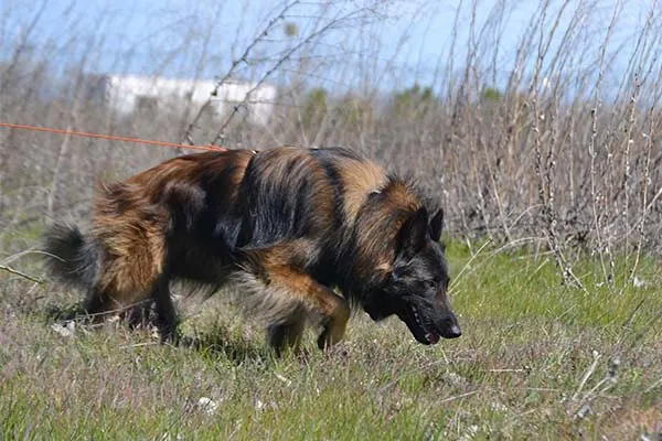 گالری تاریخچه تروورن بلژیکی (Belgian Tervuren)