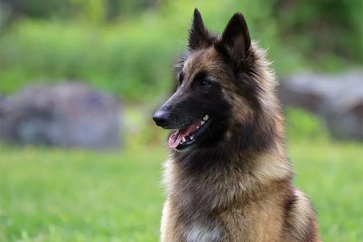 گالری تاریخچه تروورن بلژیکی (Belgian Tervuren)