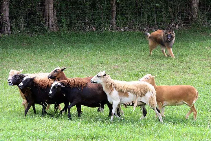 گالری تاریخچه تروورن بلژیکی (Belgian Tervuren)