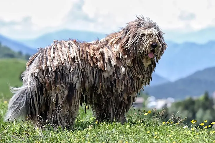 برگاماسکو (Bergamasco Sheepdog)