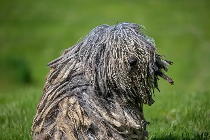 برگاماسکو (Bergamasco Sheepdog)