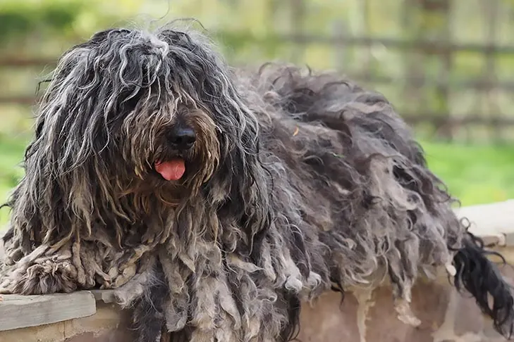 گالری تاریخچه برگاماسکو (Bergamasco Sheepdog)