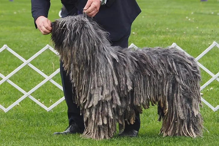 گالری تاریخچه برگاماسکو (Bergamasco Sheepdog)