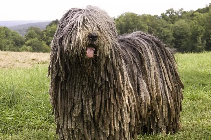 گالری تاریخچه برگاماسکو (Bergamasco Sheepdog)