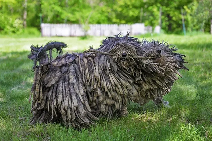گالری تاریخچه برگاماسکو (Bergamasco Sheepdog)