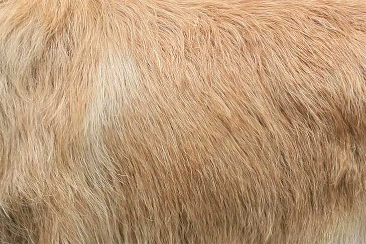 گالری تاریخچه برژه پیکار (Berger Picard)