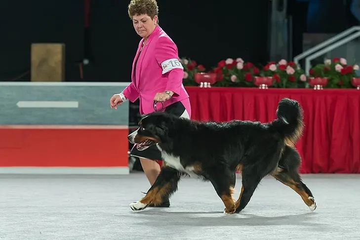 Bernese Mountain Dog