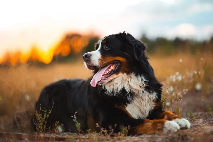برنس مانتن داگ (Bernese Mountain Dog)
