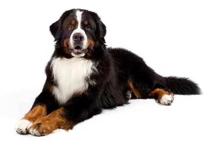 گالری تاریخچه برنس مانتن داگ (Bernese Mountain Dog)
