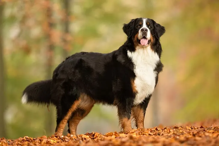 گالری تاریخچه برنس مانتن داگ (Bernese Mountain Dog)