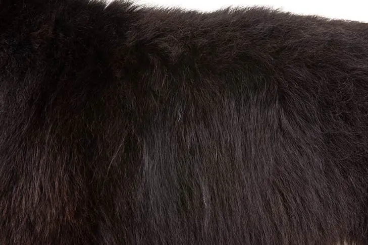 گالری تاریخچه برنس مانتن داگ (Bernese Mountain Dog)