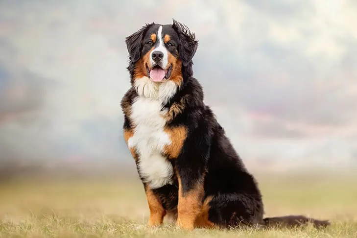 گالری تاریخچه برنس مانتن داگ (Bernese Mountain Dog)