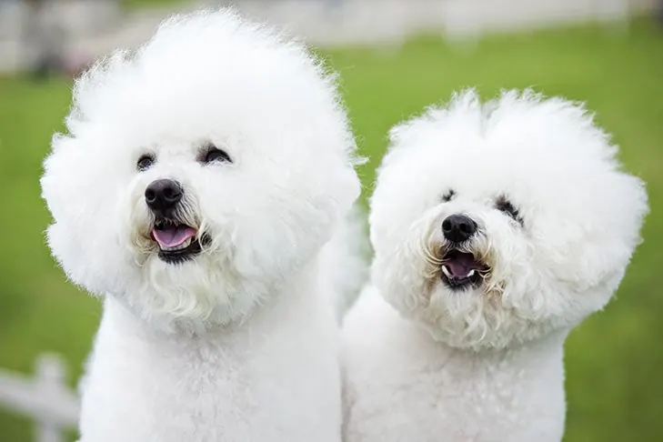 بیشون فریز (Bichon Frise)
