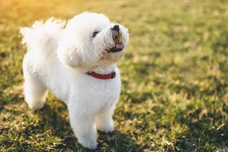گالری تاریخچه بیشون فریز (Bichon Frise)