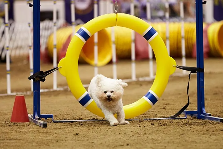 گالری تاریخچه بیشون فریز (Bichon Frise)