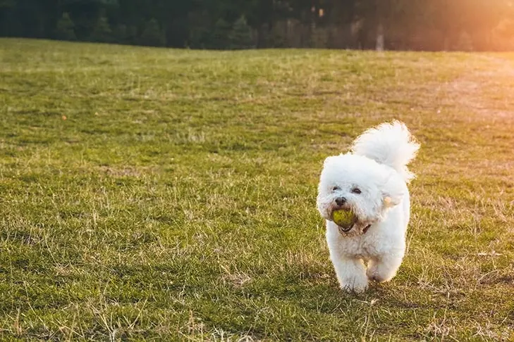 گالری تاریخچه بیشون فریز (Bichon Frise)