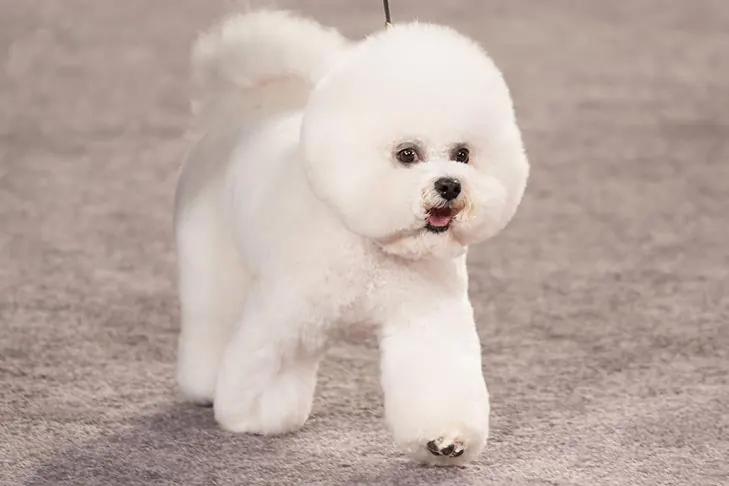 گالری تاریخچه بیشون فریز (Bichon Frise)