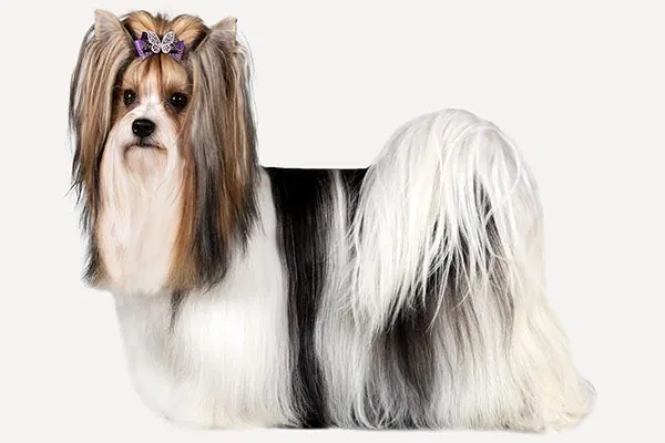 بیور تریر (Biewer Terrier)