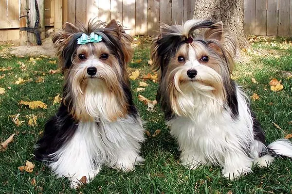 Biewer Terrier