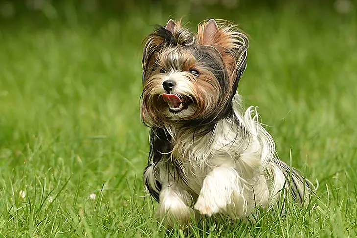 بیور تریر (Biewer Terrier)