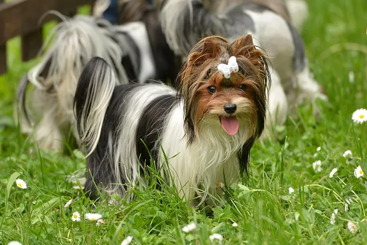 گالری تاریخچه بیور تریر (Biewer Terrier)