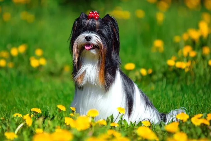 گالری تاریخچه بیور تریر (Biewer Terrier)