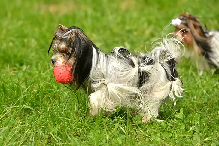 گالری تاریخچه بیور تریر (Biewer Terrier)
