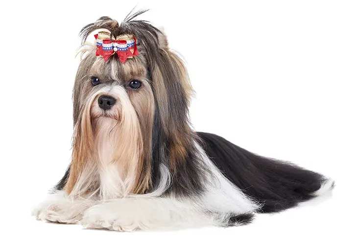 گالری تاریخچه بیور تریر (Biewer Terrier)