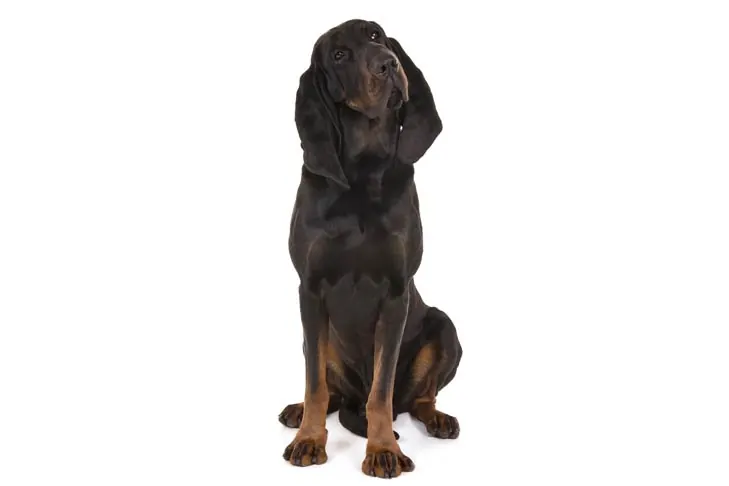 کونهاند سیاه و برنزه (Black and Tan Coonhound)