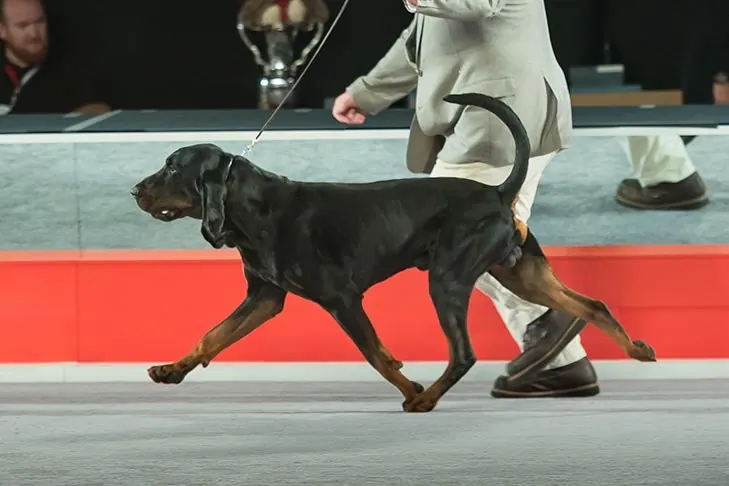 Black and Tan Coonhound