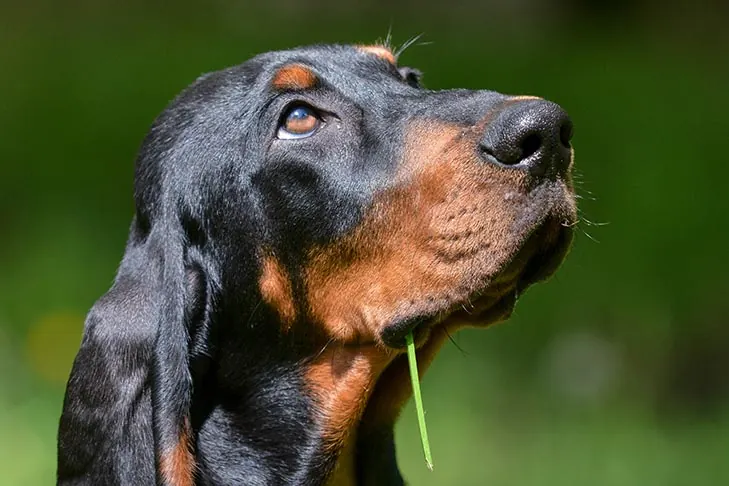 کونهاند سیاه و برنزه (Black and Tan Coonhound)