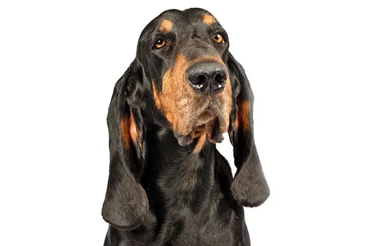 گالری تاریخچه کونهاند سیاه و برنزه (Black and Tan Coonhound)