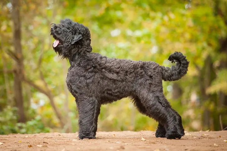 تریر سیاه روسی (Black Russian Terrier)