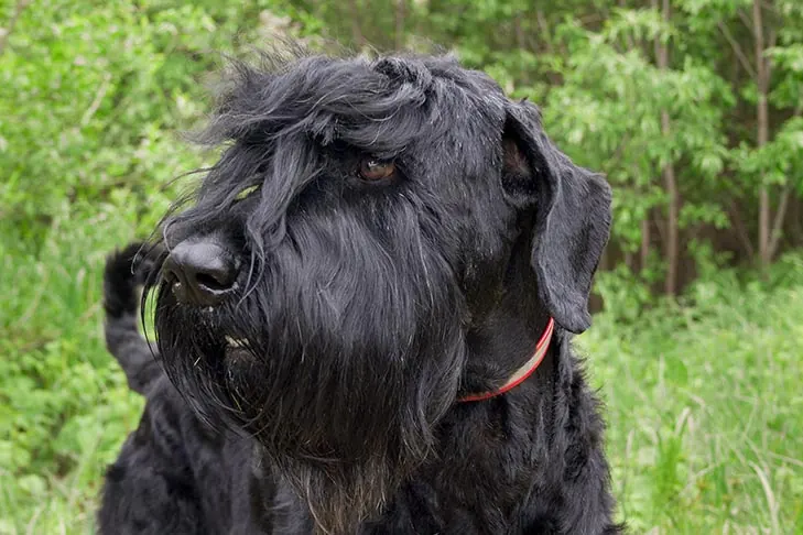 Black Russian Terrier