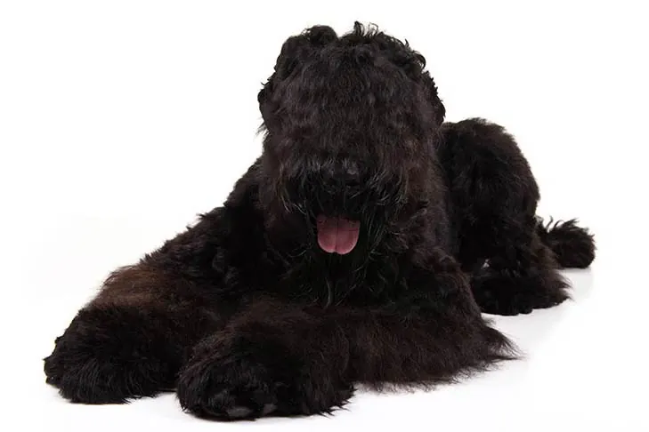 تریر سیاه روسی (Black Russian Terrier)