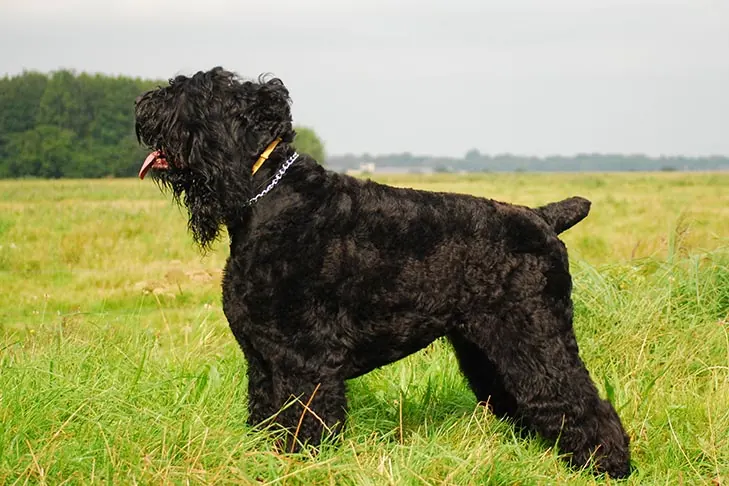 گالری تاریخچه تریر سیاه روسی (Black Russian Terrier)