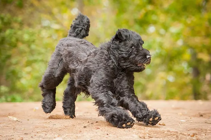 گالری تاریخچه تریر سیاه روسی (Black Russian Terrier)