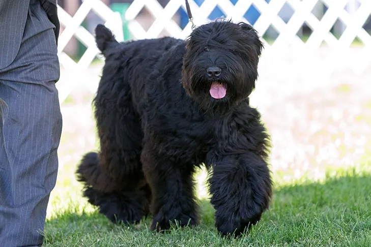 گالری تاریخچه تریر سیاه روسی (Black Russian Terrier)