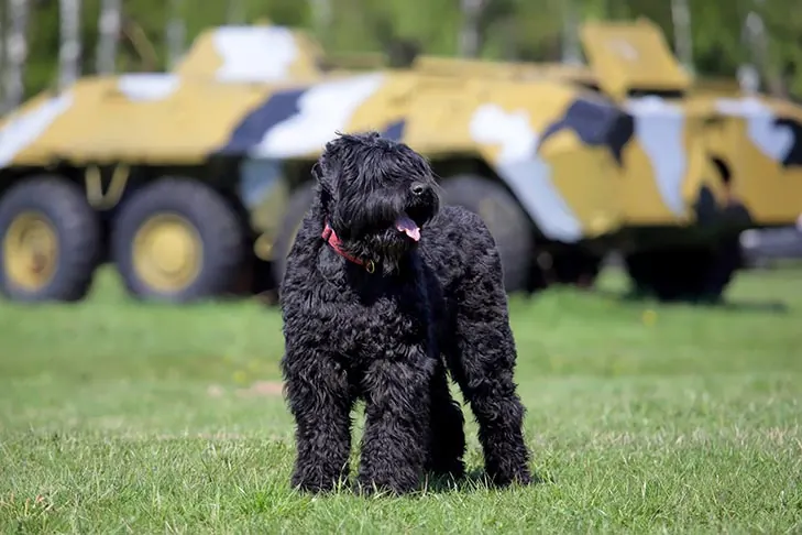 گالری تاریخچه تریر سیاه روسی (Black Russian Terrier)