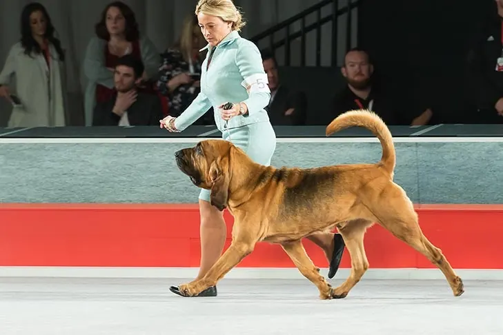 Bloodhound