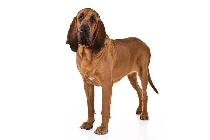 بلادهاند (Bloodhound)