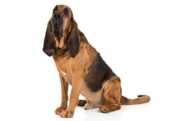 گالری تاریخچه بلادهاند (Bloodhound)