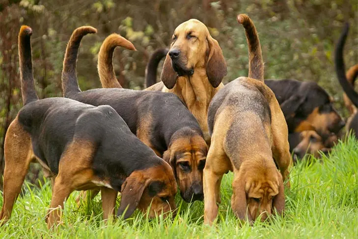 گالری تاریخچه بلادهاند (Bloodhound)