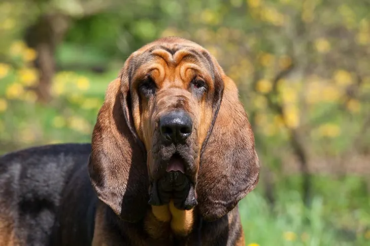 گالری تاریخچه بلادهاند (Bloodhound)
