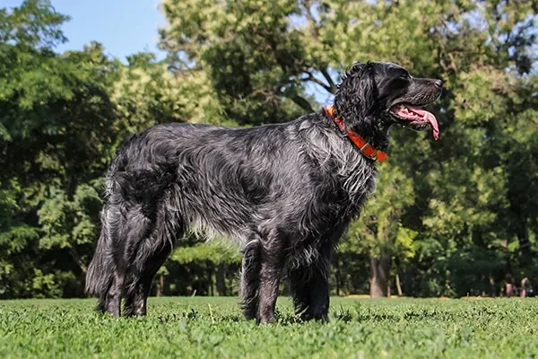 اسپانیل آبی پیکاردی (Blue Picardy Spaniel)