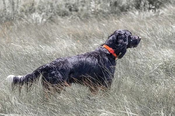 Blue Picardy Spaniel